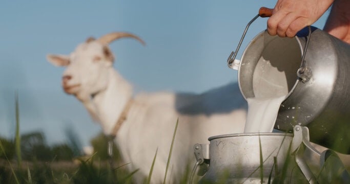 Goat's Milk