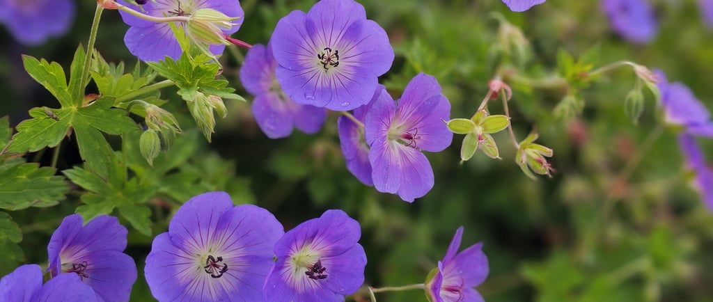 Een harmonieuze combinatie van de lila bloemen van de ooievaarsbek met het geelgroene, wolkige blad 