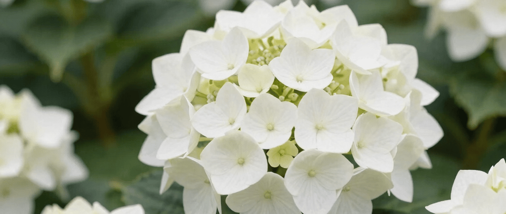 selective focus photography of white flowers