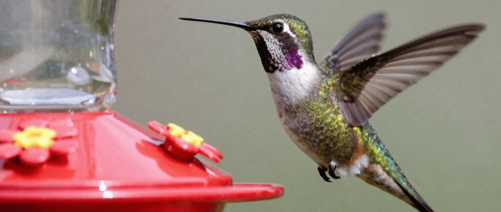 A colorful hummingbird with purple throat feathers hovers near a red nectar bird feeder.