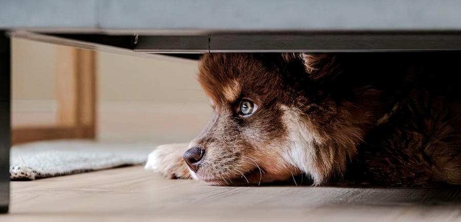Perro escondido bajo la cama