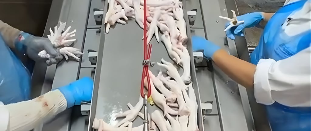 Máquina extratora de calos de pés de frango