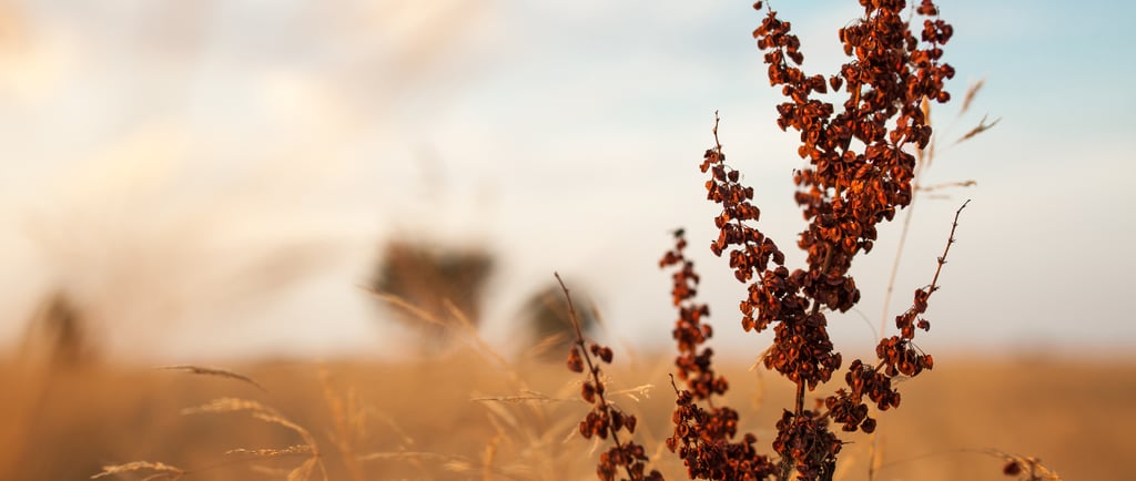 Dried plant in the foreground of a field of golden grass and blue sky