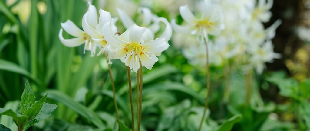 White fawn lily flowers blooming with yellow centers in a lush green spring garden.
