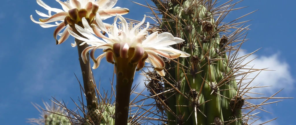 White desert flowers blooming on a tall saguaro cactus against a bright blue sky.