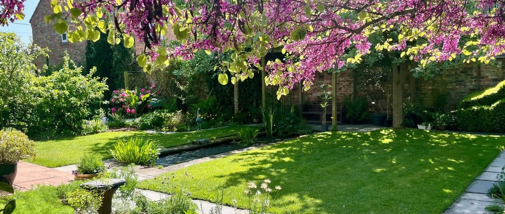 A sunny English garden with a lush green lawn, blooming purple Judas tree, and stone path.