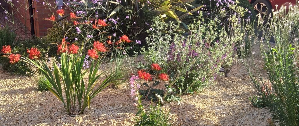 A sunny gravel front garden featuring orange crocosmia, purple verbena, and ornamental grasses.