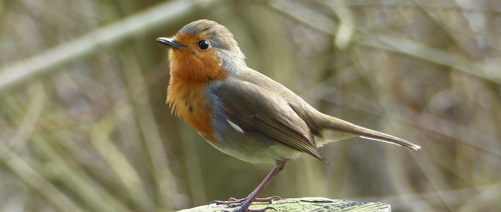 European robin bird with a bright orange breast perched on a mossy wooden fence post in a garden.
