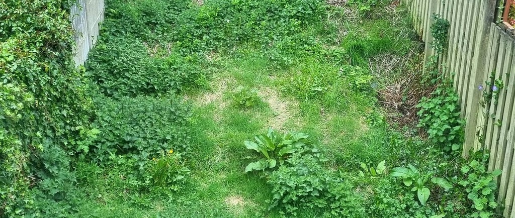 Over grown garden