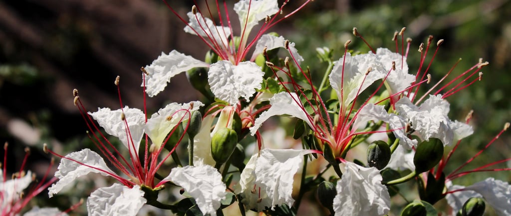 White orchid tree flowers with long red stamens and green buds in a sunny garden.