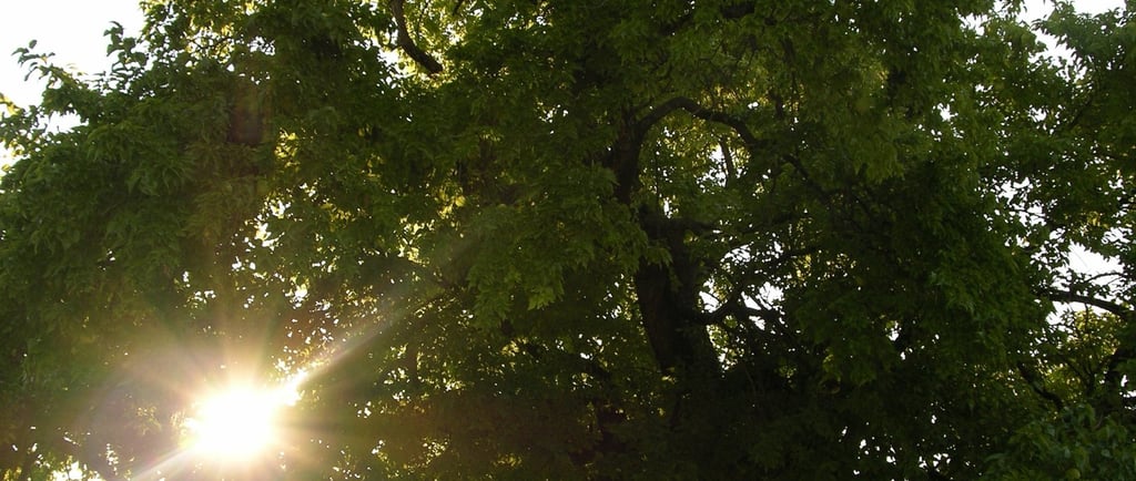 A large green tree in a park with bright sunlight and lens flare shining through the branches.