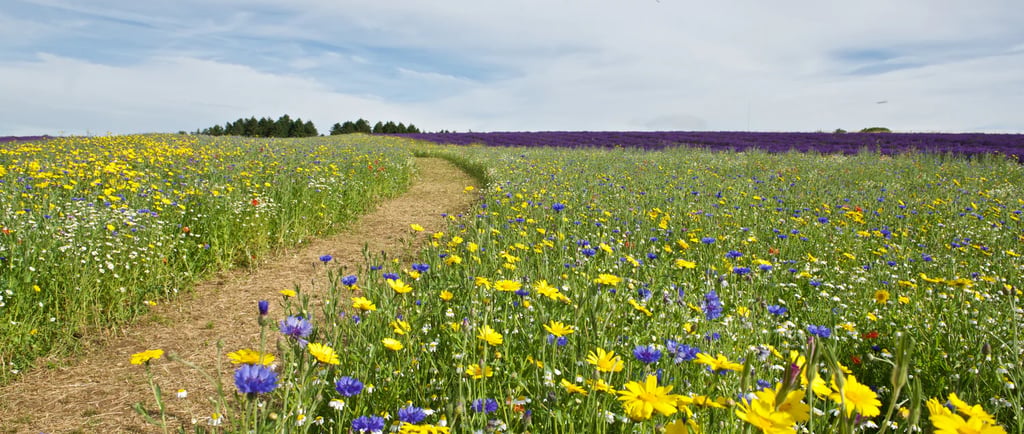 A scenic dirt path through a blooming wildflower field with yellow and blue flowers under a cloudy sky.