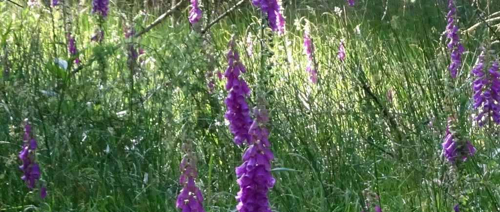 Tall purple foxglove flowers blooming in a sunlit forest clearing with lush green grass.