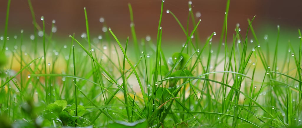 Close-up of vibrant green grass blades covered in sparkling morning dew drops.