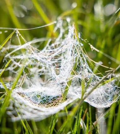 Dewdrops glistening on a delicate spider web woven between green grass blades in a morning field.