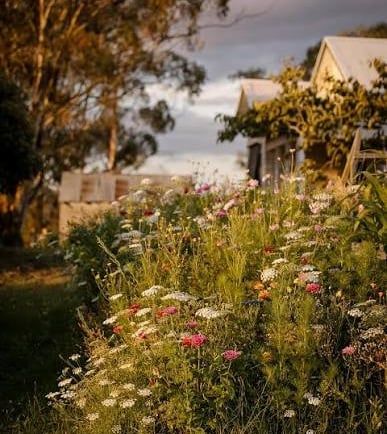 Wildflower garden with blooming pink and white flowers in front of a rustic farm cottage at sunset.