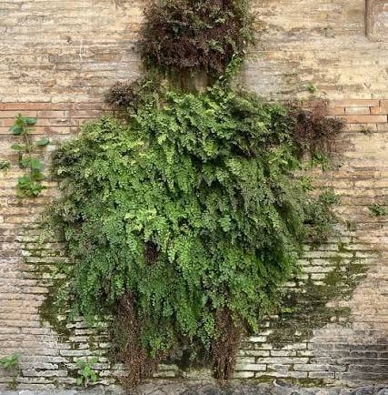 Lush green ferns and moss growing on a weathered ancient brick wall in an outdoor garden.