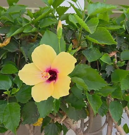 A vibrant yellow hibiscus flower blooming on a green leafy bush with a dark pink center.