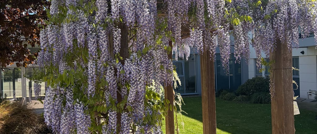 Purple wisteria flowers blooming over a wooden garden pergola on a sunny day.