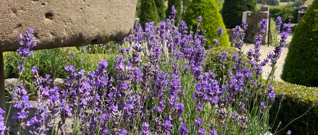 Purple lavender flowers blooming in a stone planter within a sunny English country garden.