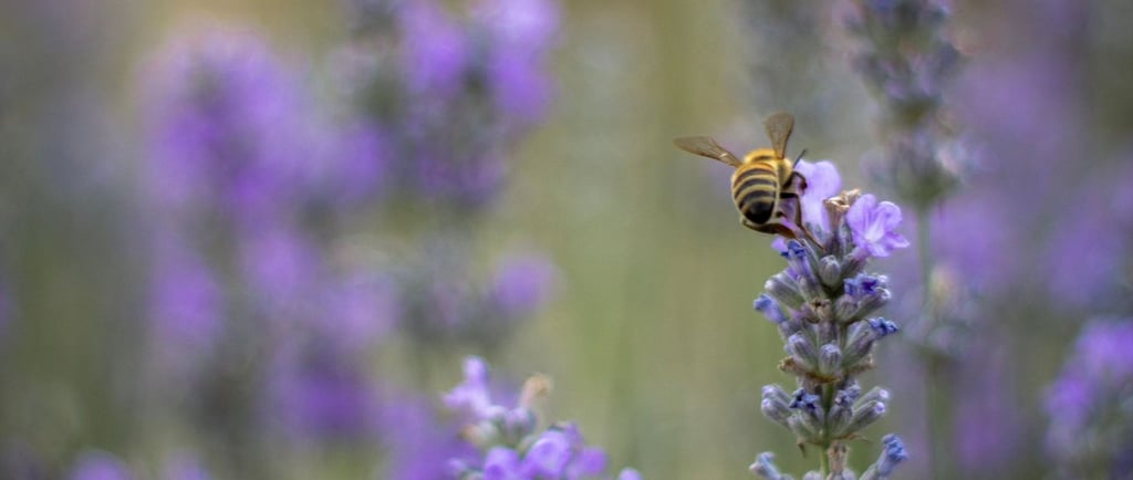 Honey bee pollinating a purple lavender flower in a blooming summer field.