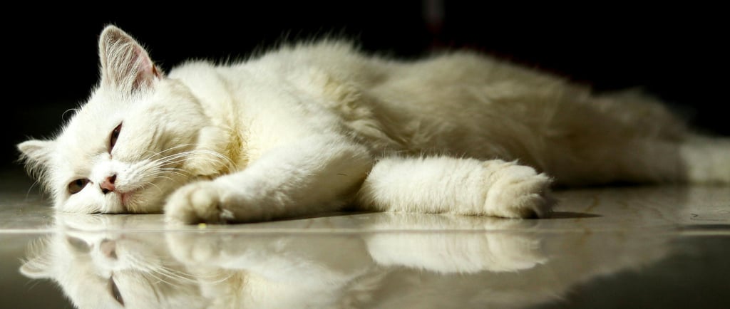 Por qué estás agotado aunque duermas 8 horas (y no es falta de descanso)