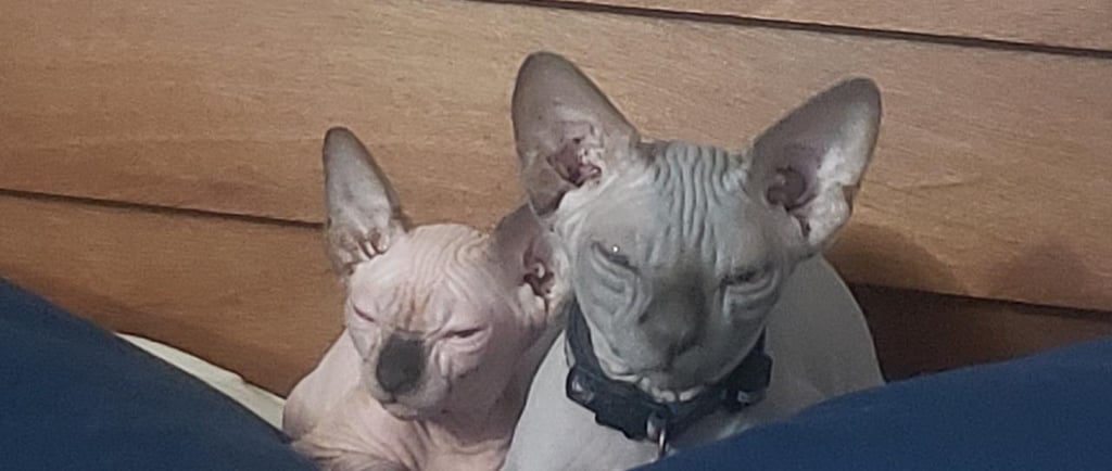 gato sin pelo