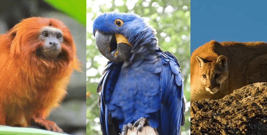 Brazilian Unique Fauna Mico and Arara