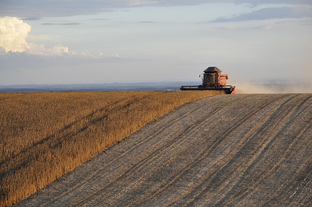 Soya Bean Harvest - Brazilian Gold