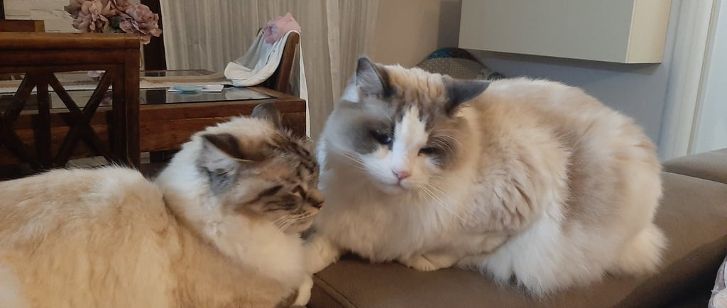 Due gatti ragdoll seduti vicini sul dovano
