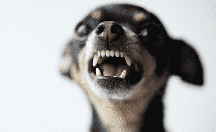 Responsabilidade Civil por Danos Causados por Animais de Estimação: Orientações Legais para Propriet
