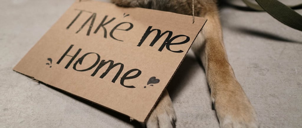 Photo by cottonbro studio: https://www.pexels.com/photo/closeup-of-a-homeless-dog-with-a-message-on-