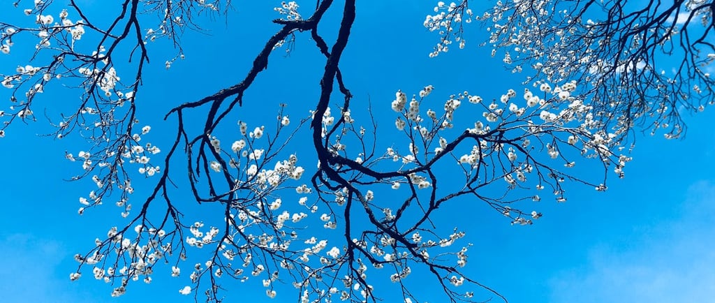 Photo by Nguyen Tran: https://www.pexels.com/photo/cherry-blossom-tree-932409/