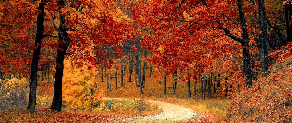 Photo by Pixabay: https://www.pexels.com/photo/red-leaf-trees-near-the-road-33109/