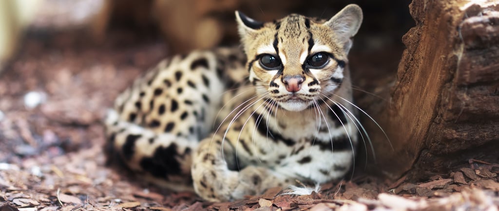 A small margay wild cat with spotted fur resting on wood chips near a hollow log.