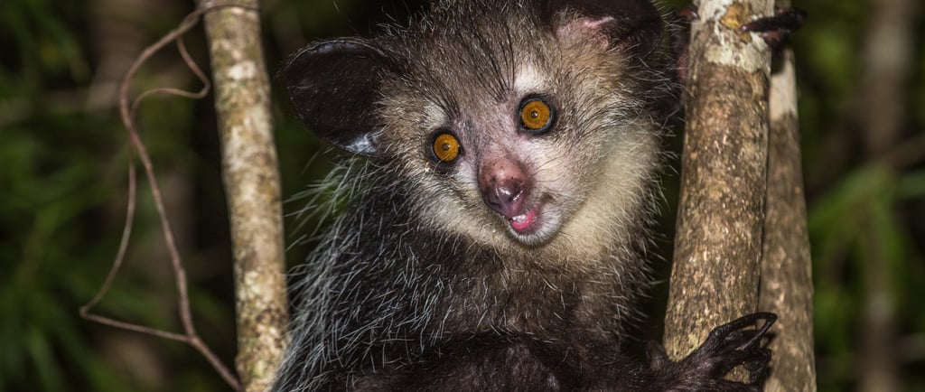 A rare Madagascar aye-aye lemur with large orange eyes and ears climbing a tree at night.