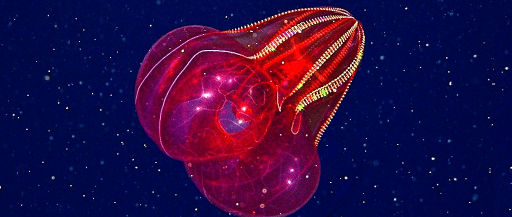 A bioluminescent red comb jelly floats in the deep blue ocean water with glowing cilia.