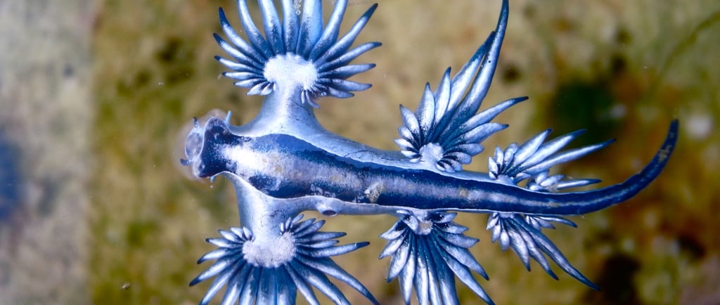 A vibrant Glaucus atlanticus blue dragon sea slug floating in shallow coastal water.