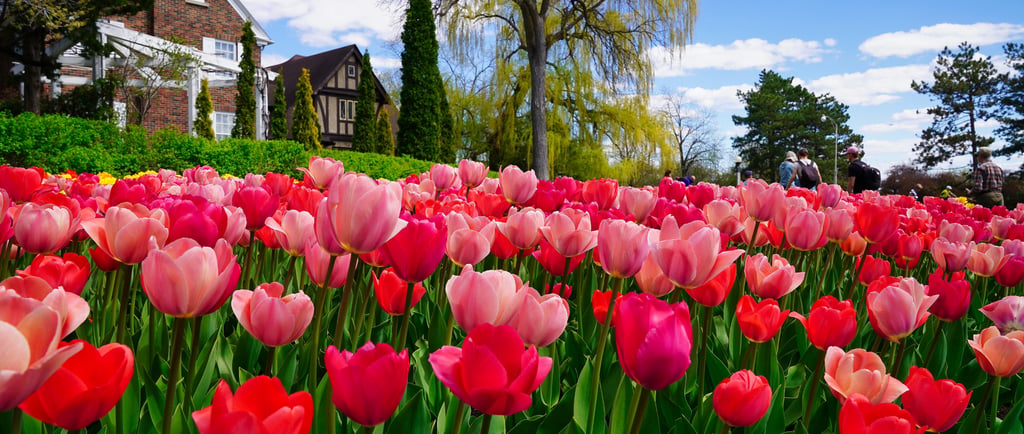 Vibrant pink and red tulips in a spring garden with a brick house and blue sky in the background.