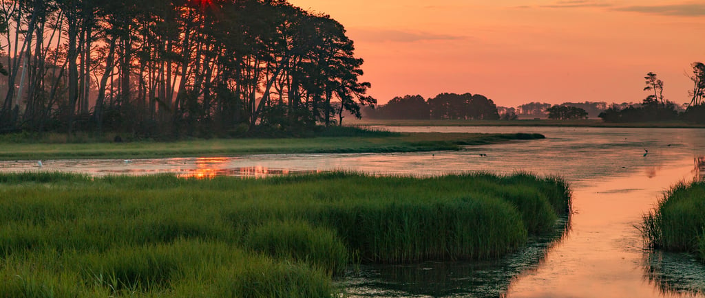 Golden sunrise over a scenic coastal salt marsh with silhouetted pine trees and calm water reflections.