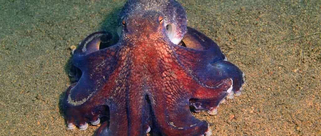 A purple and red octopus camouflaged against a sandy ocean floor in its natural marine habitat.