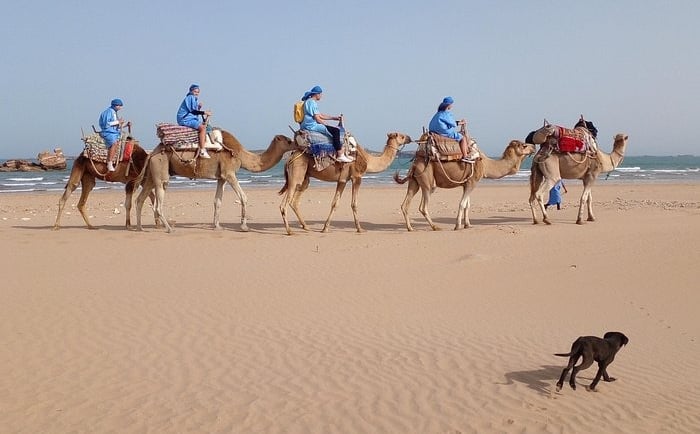 Tourists riding camels in a caravan on a sandy beach during a guided desert coastal tour.