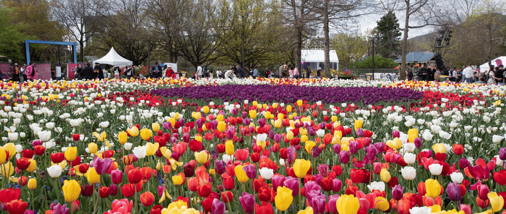Vibrant field of red, yellow, and purple tulips blooming at the Floriade flower festival in Canberra.
