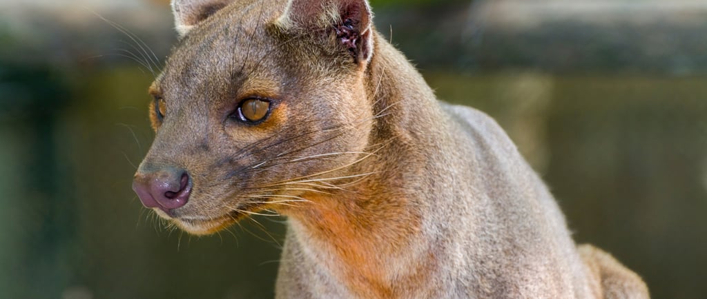 Close-up portrait of a fossa, a cat-like carnivorous mammal native to Madagascar, with golden eyes and brown fur.