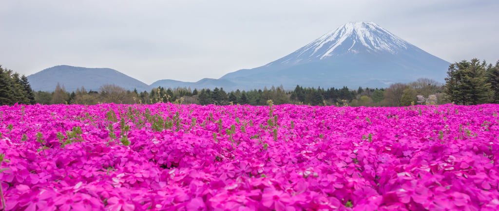 A field of vibrant pink shibazakura moss phlox blooming in front of a snow-capped Mount Fuji in Japan.