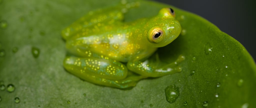 A translucent green glass frog with yellow spots sitting on a wet leaf in a tropical rainforest.