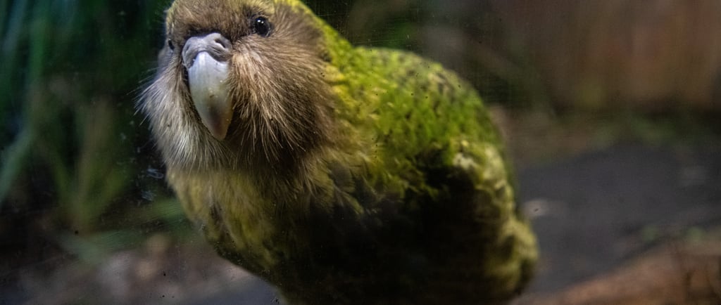 Close-up of a New Zealand Kakapo parrot with green mossy feathers and a large beak.
