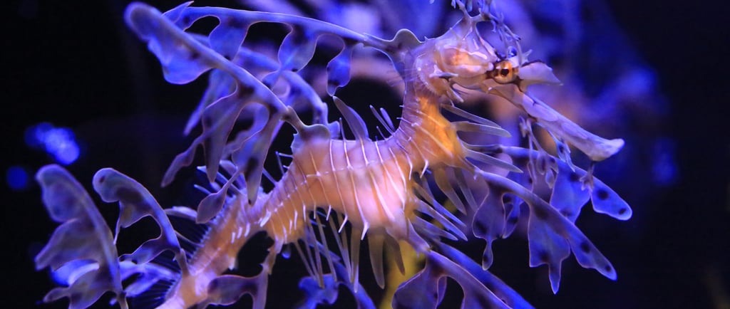 A vibrant leafy sea dragon swimming underwater with purple leaf-like camouflage fins.