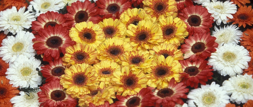 Madeira Flower Festival