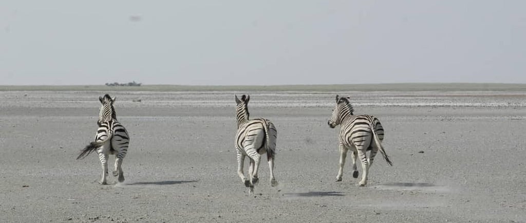 Three zebras running across the dry, dusty plains of the African savanna wildlife landscape.